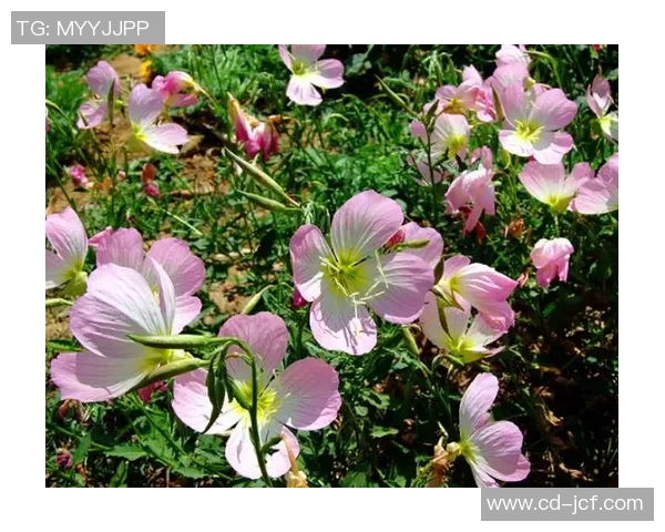 宝丰姚明菊的独特魅力与栽培技巧探秘之旅